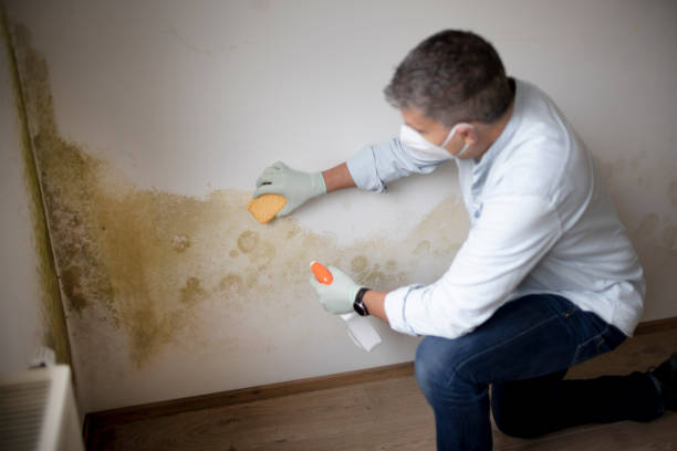 Best Environmental Consulting for Mold Prevention  in Blountstown, FL