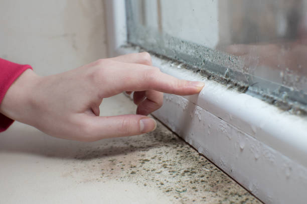 Best Basement Mold Removal  in Blountstown, FL
